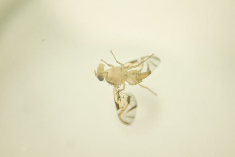 fotografia de mosca. especie anastrepha obliqua