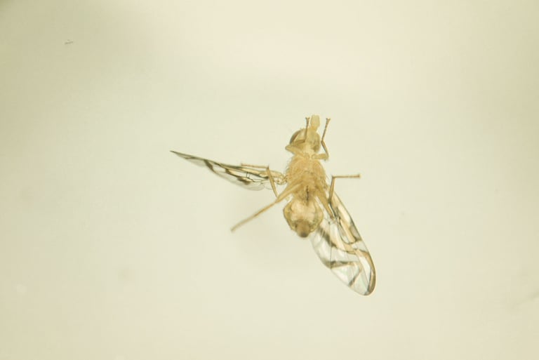 fotografia de mosca. especie anastrepha obliqua