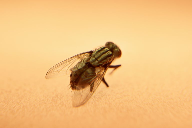 a fly - like insect - like insect on a beige background