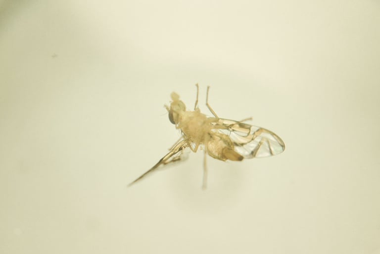 fotografia de mosca. especie anastrepha obliqua