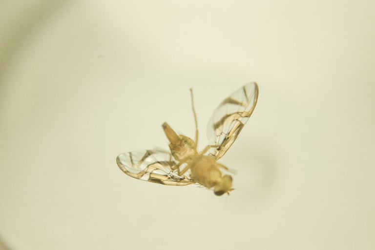 fotografia de mosca. especie anastrepha obliqua