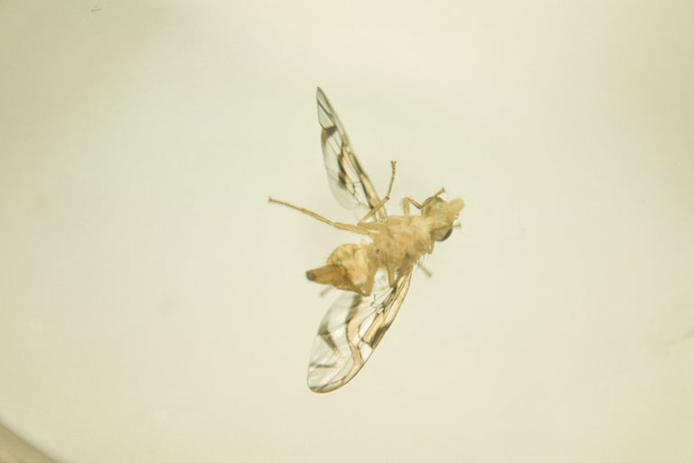 fotografia de mosca. especie anastrepha obliqua