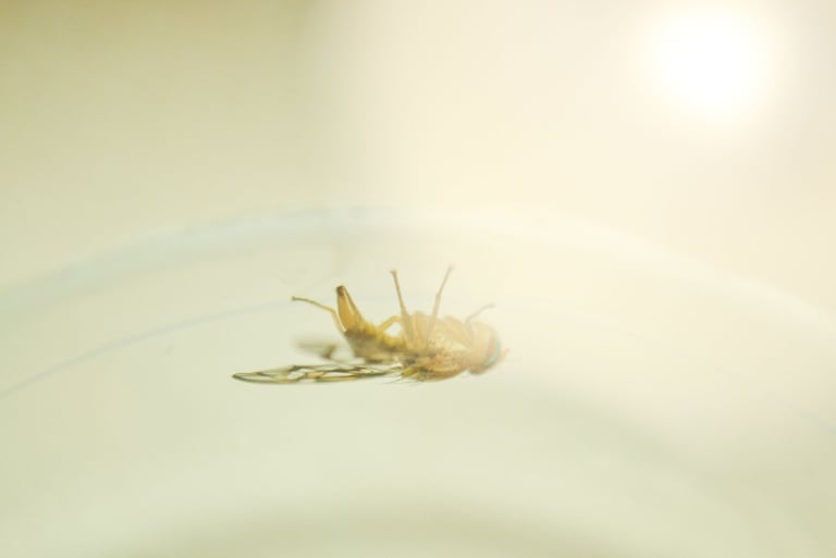 fotografia de mosca. especie anastrepha obliqua