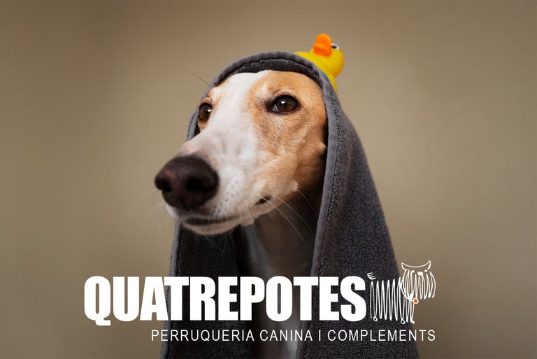 Perro con toalla y pato de goma en peluquería canina Quatrepotes, servicios de baño y cuidado para m