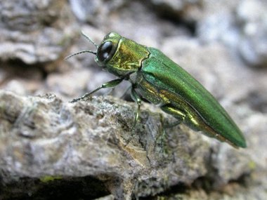 EAB on an ash tree