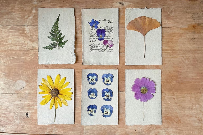 création d'herbier