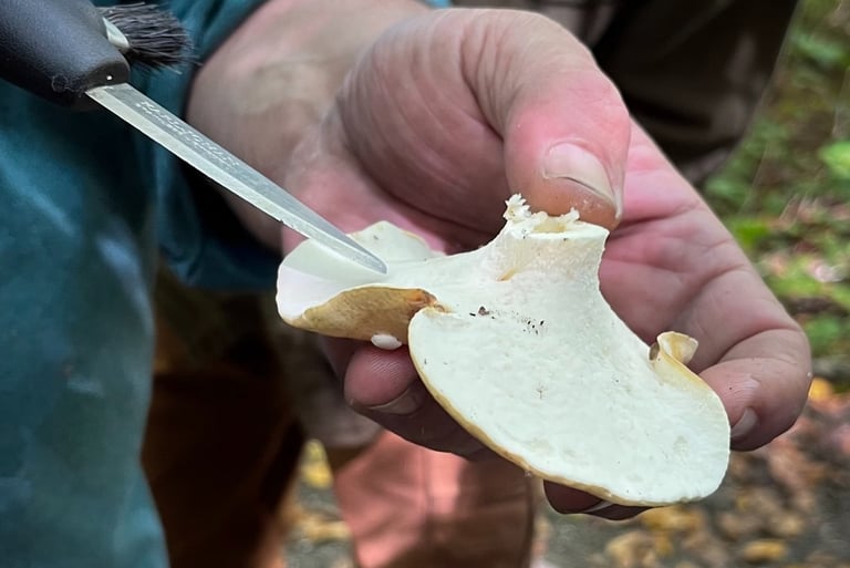 mycologie cueillette et démonstration de la morphologie d'un champignon