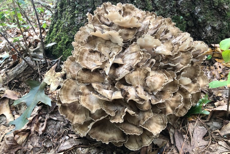 Hen of the Woods mushroom cluster growing at the base of an oak tree in the forest.