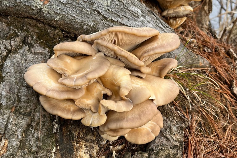 A cluster of wild oyster mushrooms growing on the textured bark of a forest tree.