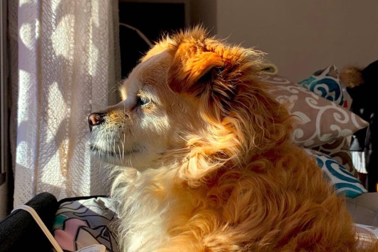 Perro de pelo largo mirando por la ventana, representando tranquilidad y atención personalizada