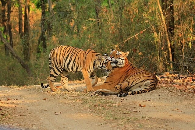 Two Bengal tigers interacting playfully on a forest trail at Panna National Park, Madhya Pradesh
