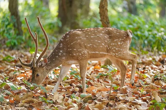 spotted-deer-ranthambore-national-park
