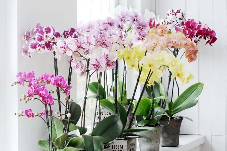 flores naturais