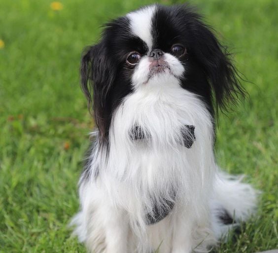 25 Best Dog Breeds for Highly Sensitive People (HSP)