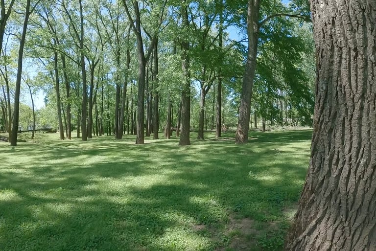 a trees in a field