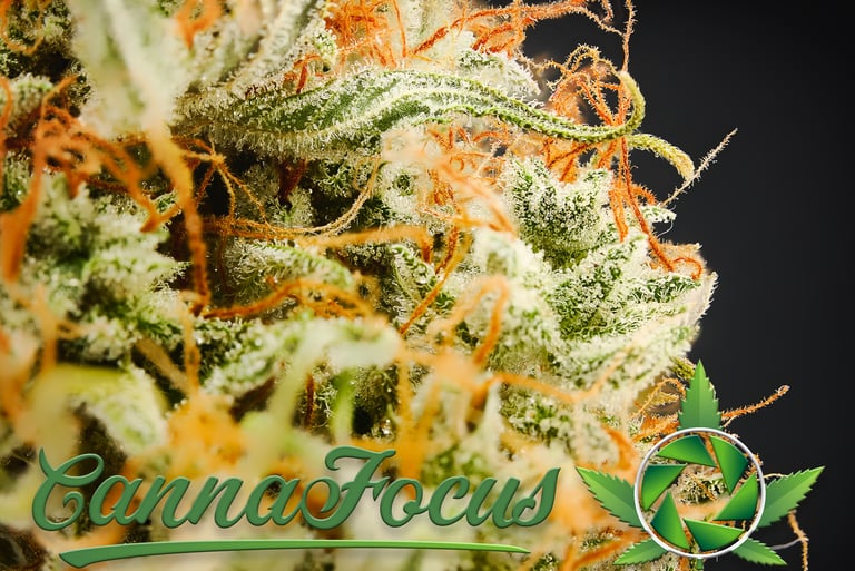 Mikroskopische Analyse der Infloreszenz nach der Reifung Northern Light Auto Royal Queen Seeds von CannaFocus - cannafocus.eu