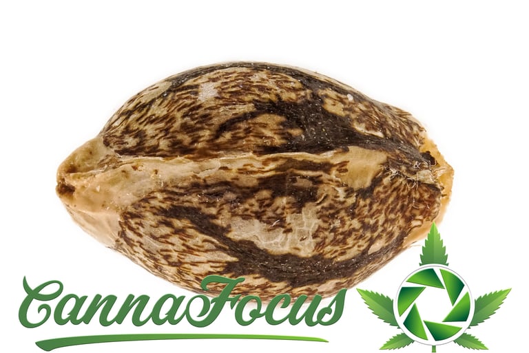 Diese Extrem-Makroaufnahme eines Cannabis Samens macht Details sichtbar, die dem bloßen Auge verborgen bleiben.