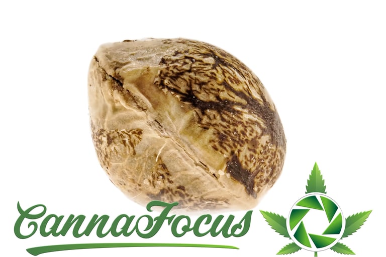 Diese Extrem-Makroaufnahme eines Cannabis Samens macht Details sichtbar, die dem bloßen Auge verborgen bleiben.