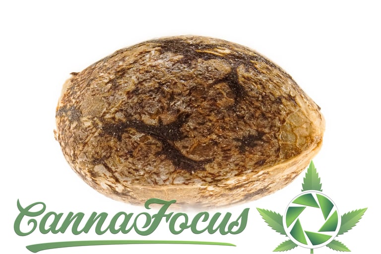 Diese Extrem-Makroaufnahme eines Cannabis Samens macht Details sichtbar, die dem bloßen Auge verborgen bleiben.