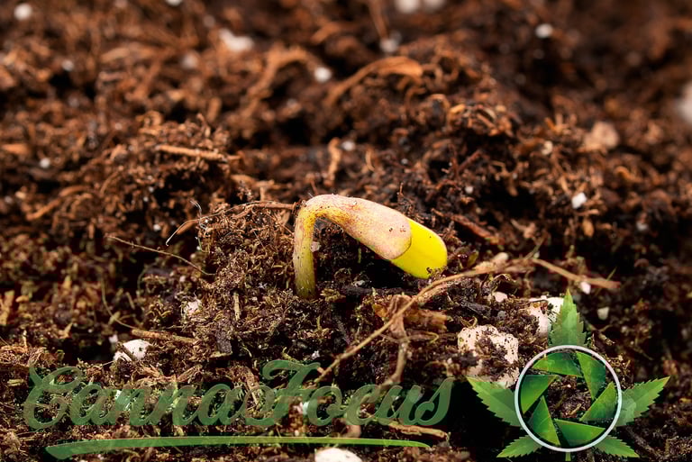 Dieser Northern Light Auto Keimling von Royal Queen Seeds. In der Makrofotografie wird das Unsichtbare sichtbar cannafocus.eu