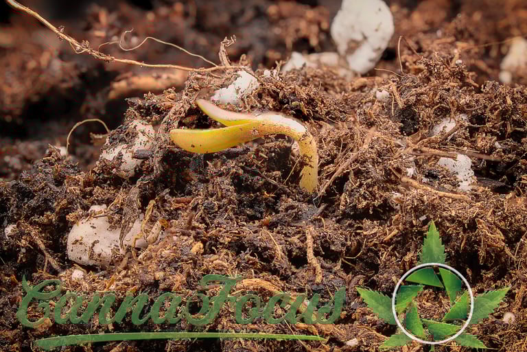 Dieser Northern Light Auto Keimling von Royal Queen Seeds. In der Makrofotografie wird das Unsichtbare sichtbar cannafocus.eu