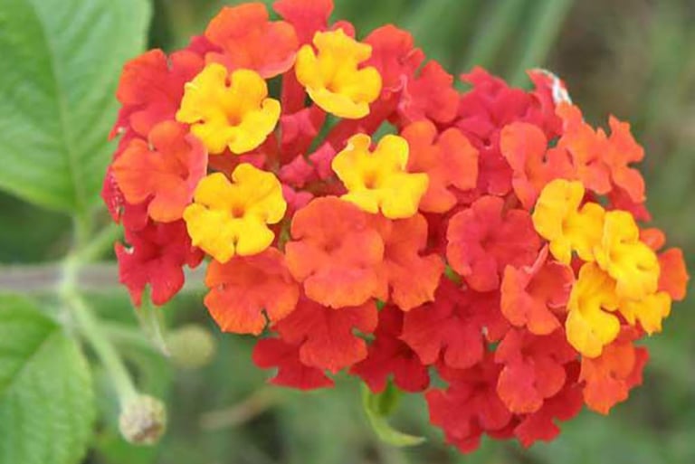 cinco negritos o lantana camara