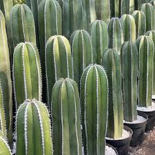 órganos nativos de queretaro