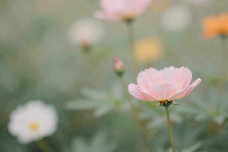 A soft focus close-up of a pale pink poppy flower blooming in a summer garden.