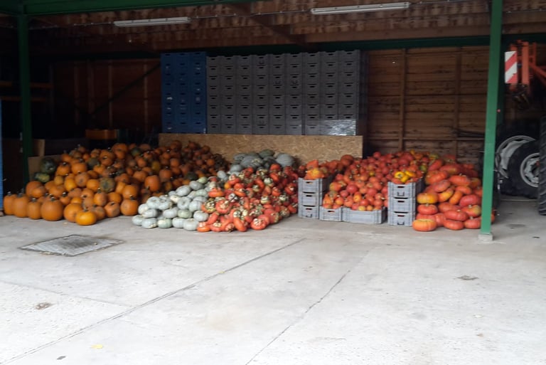 Pompoenen te koop in de boerderijwinkel Hoeve Dinjens in Maastricht