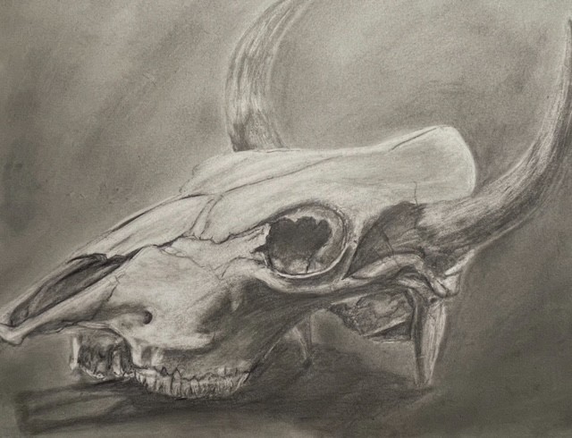 cow skull drawing in pencil