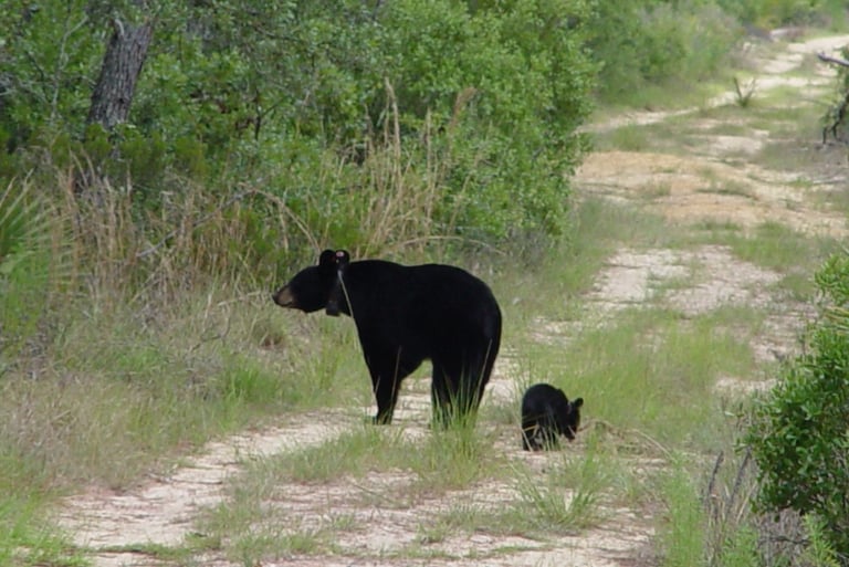 Florida Black Bear