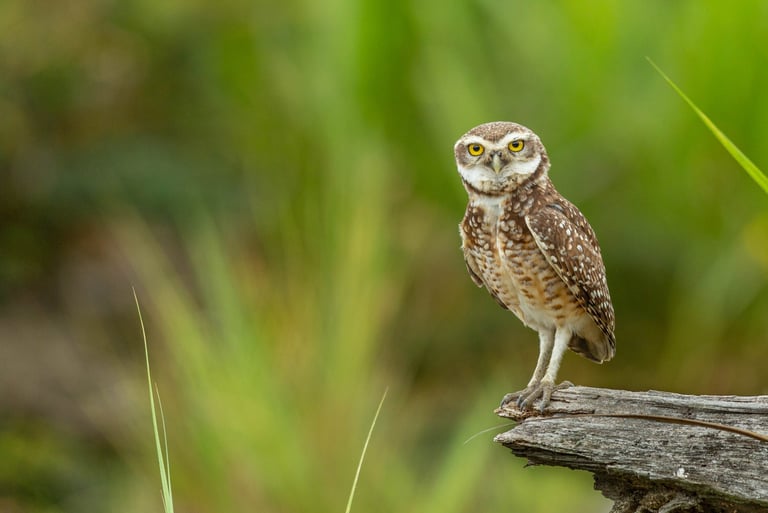 Birdwatching Manu Expeditions 4d/3n