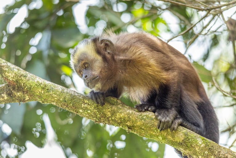 Birdwatching Manu Expeditions 4d/3n