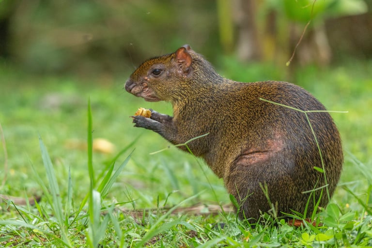 Birdwatching Manu Expeditions 4d/3n