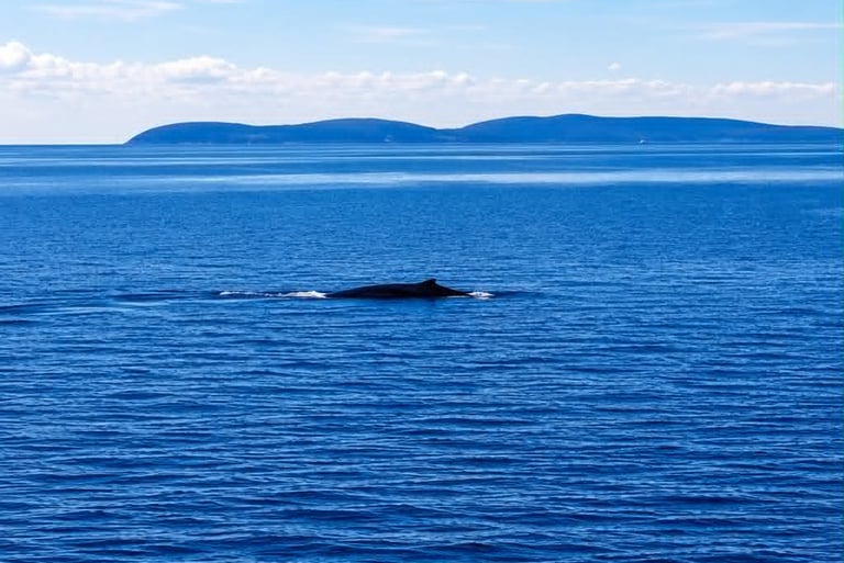 Observer les baleines à tadoussac