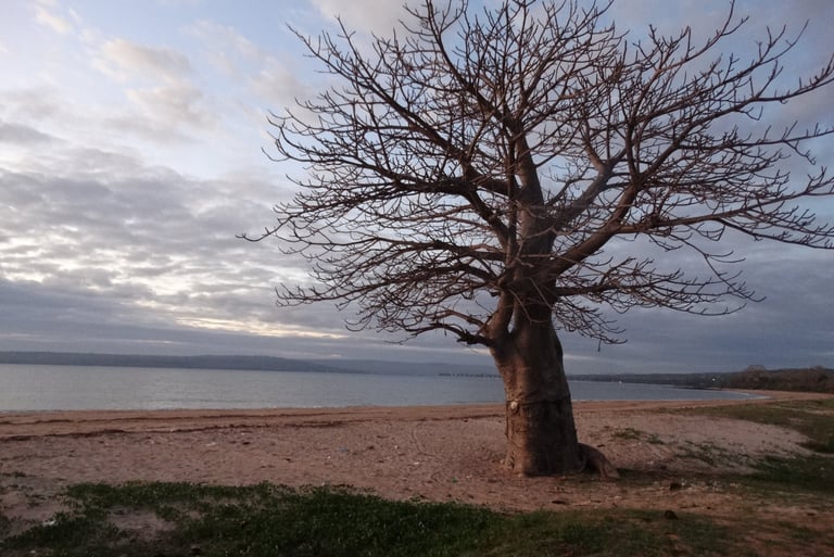 A baobab tree growing in the sand overlooking the sea in Tanzania