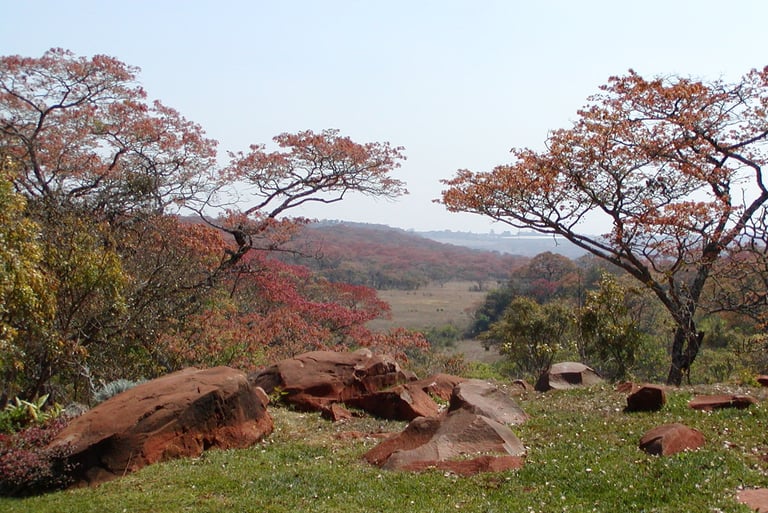 A view from an African garden overlooking Red Msasa trees and the veldt beyond