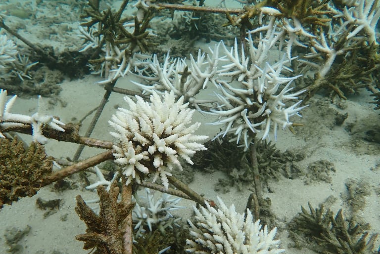 Bleached (but not dead) Acropora colonies in coral gardens in St Felix (June 2025)