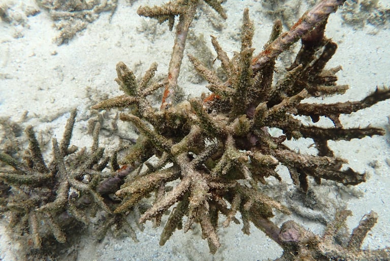 Dead Acropora colonies in coral gardens in St Felix (June 2025)