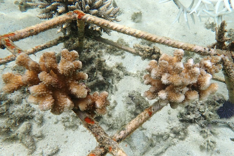 Resilient Pocillopora eydouxi coral colonies in coral gardens in St Felix (June 2025)