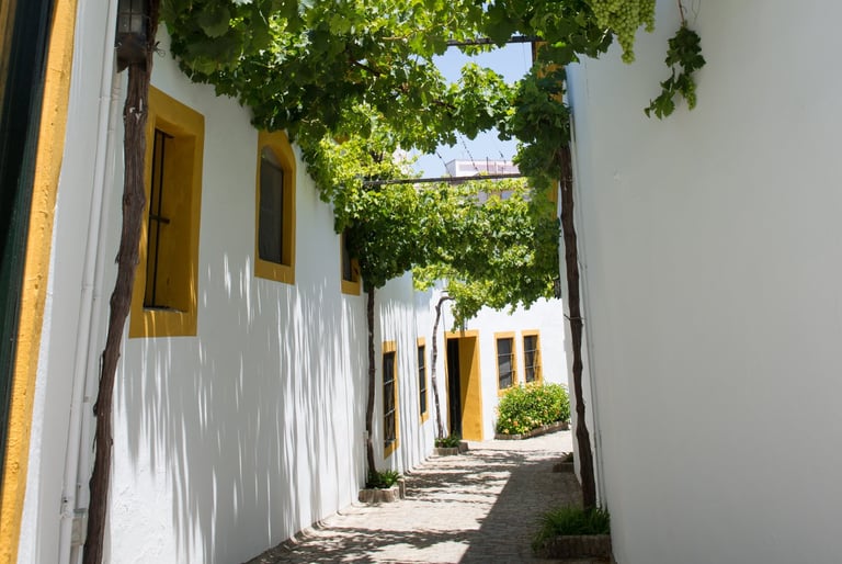 Image showcasing grape bushes lining the streets of Jerez de la Frontera at the acclaimed Pettersen Brandy's wine Bodega.