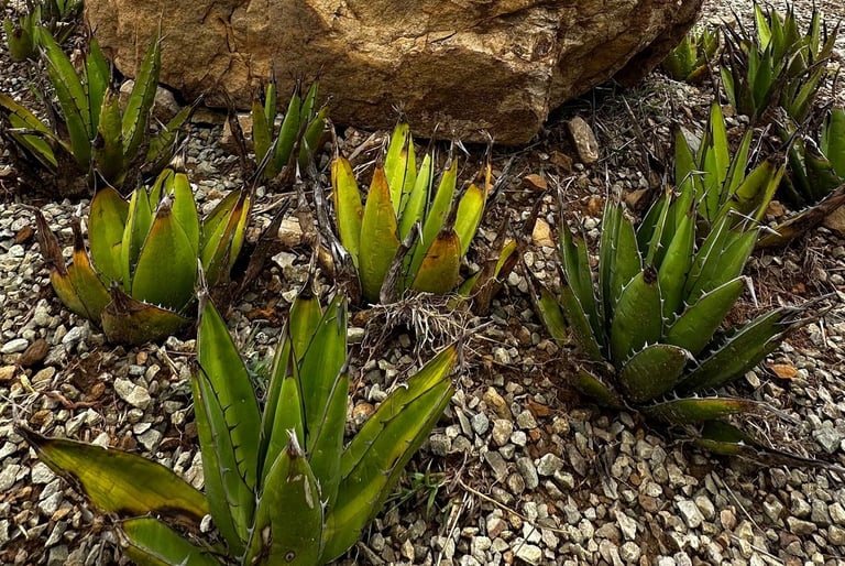 Jabalí agave planta
