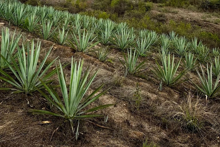 Azulín Agave