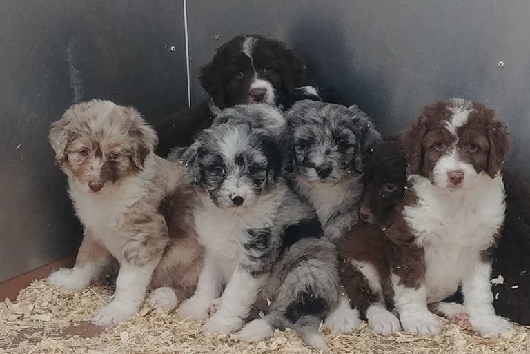 Groupe de chiots multicolores blottis les uns contre les autres