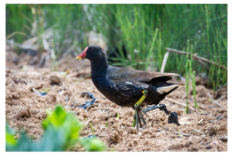 POLLA DE AGUA (GALLINULA CHLOROPUS)