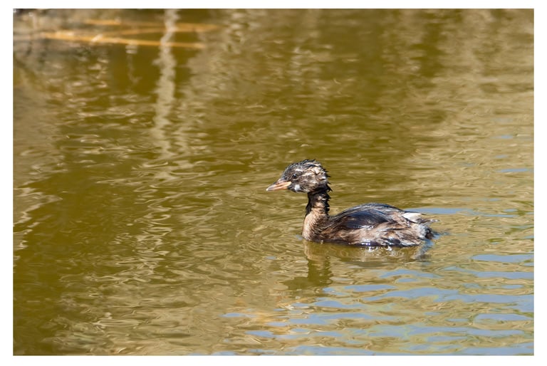 ZAMPULLÍN CHICO (TACHYBAPTUS RUFICOLLIS)