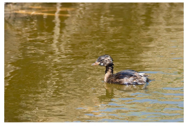 ZAMPULLÍN CHICO (TACHYBAPTUS RUFICOLLIS)