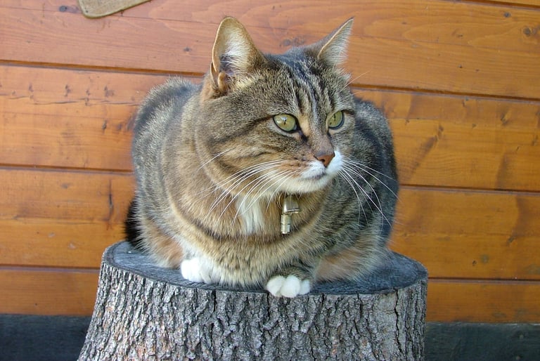 chat tranquille chez lui, visite à domicile, gratouillespourtous 
