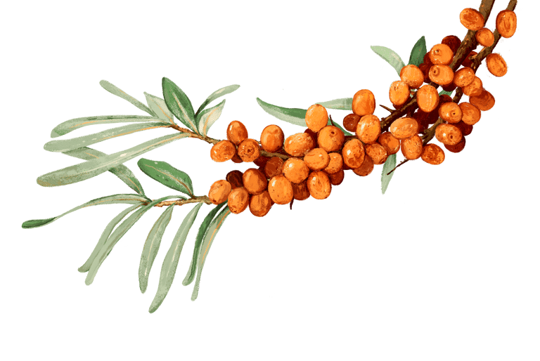 Sanddorn Argousier Sanddornbeeren