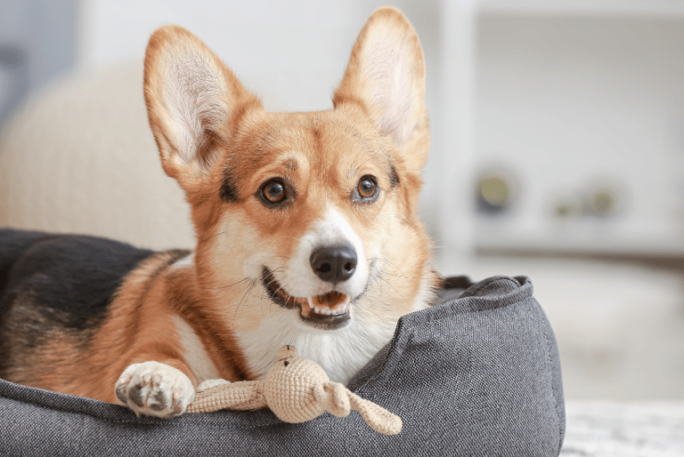 Happy pet in a clean home